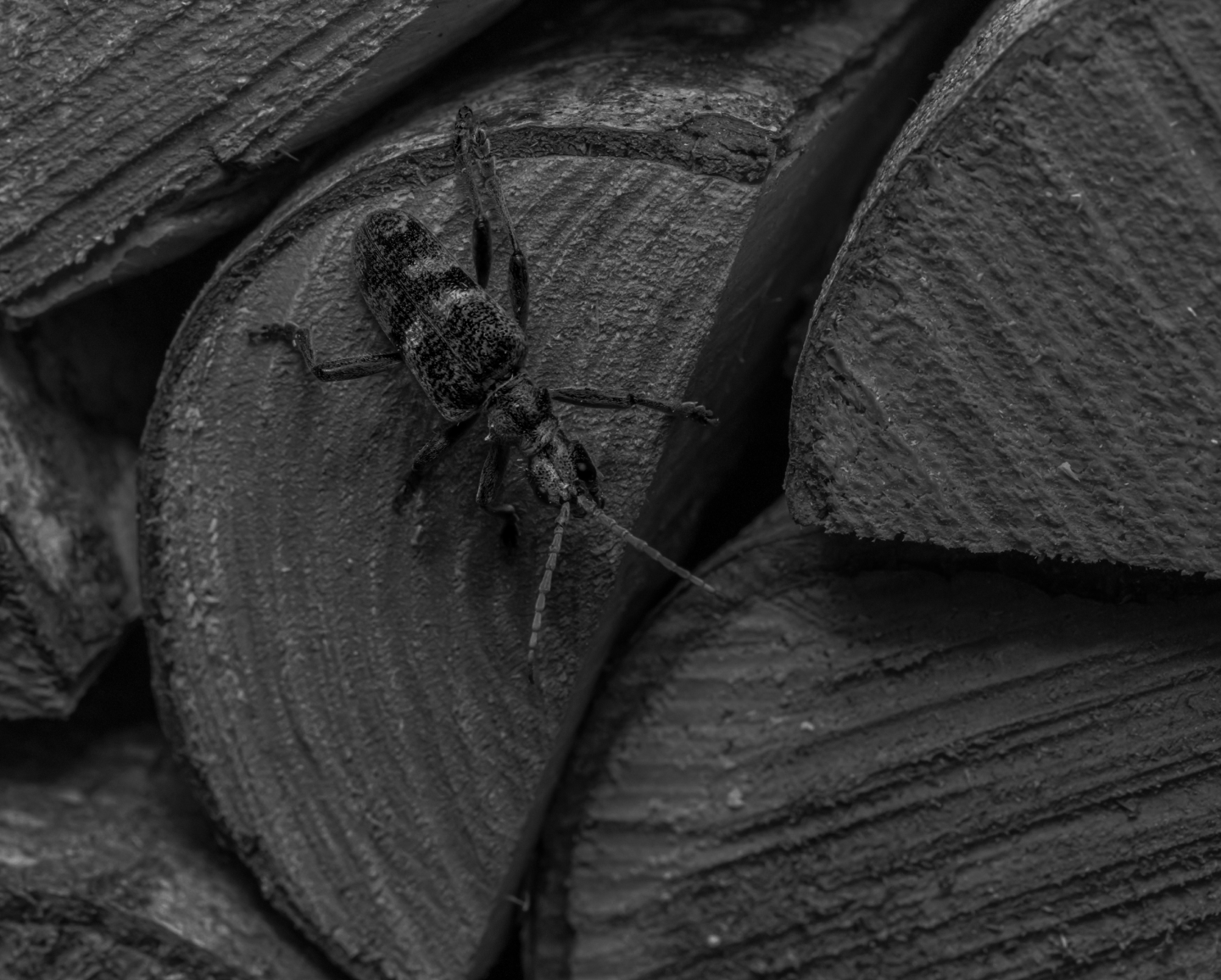 PPC Management Strategies for Pest Control Companies