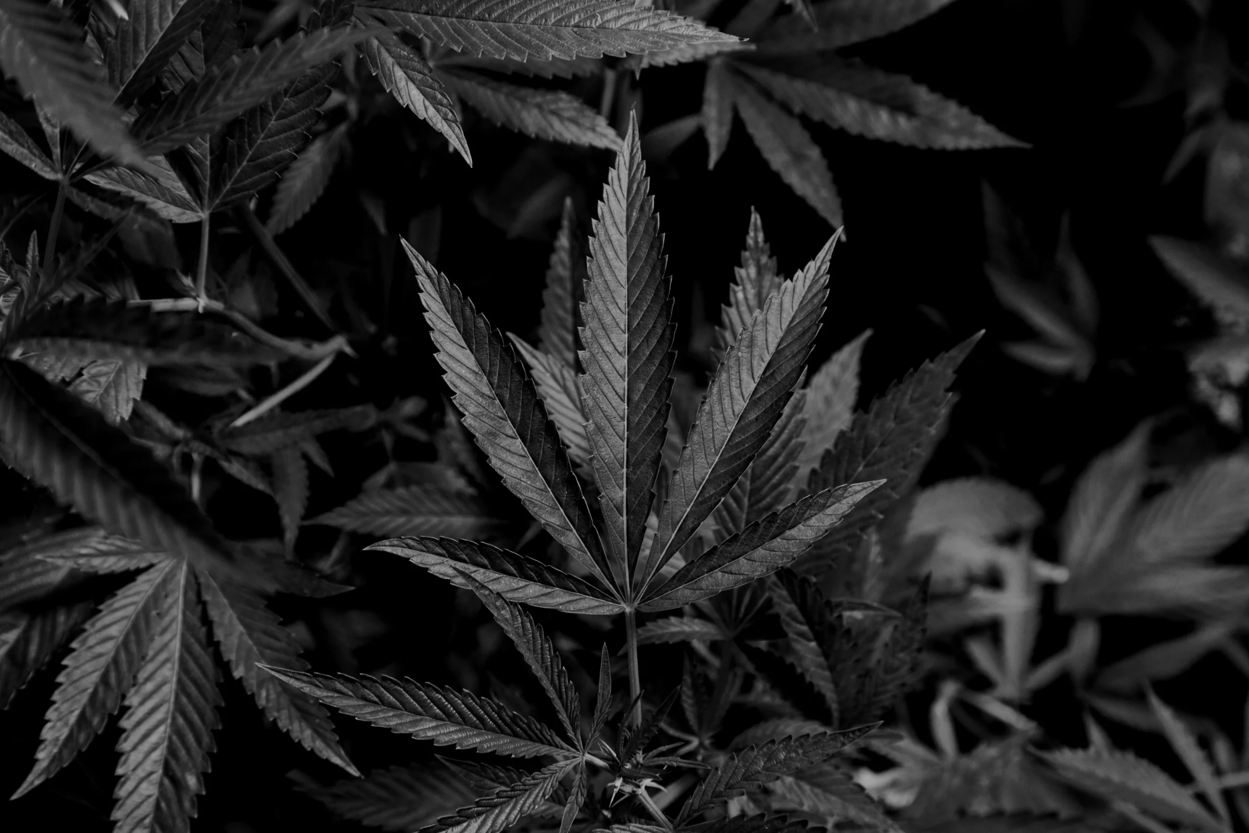 Die 18 besten Webdesign-Agenturen für die Cannabis-Branche (2026) – Banner