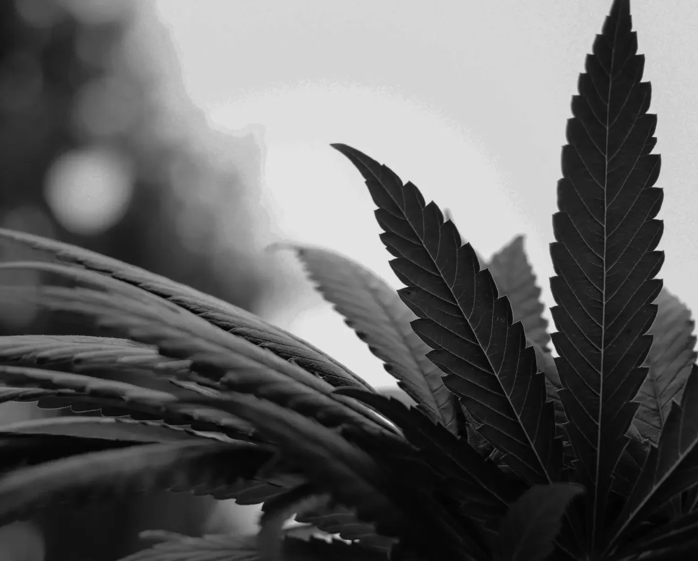 17 Best Cannabis Web Design Companies in USA (2026)